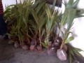 img-20130225-wa010